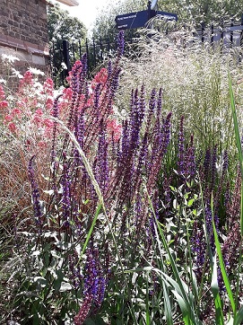 close up of wild flowers